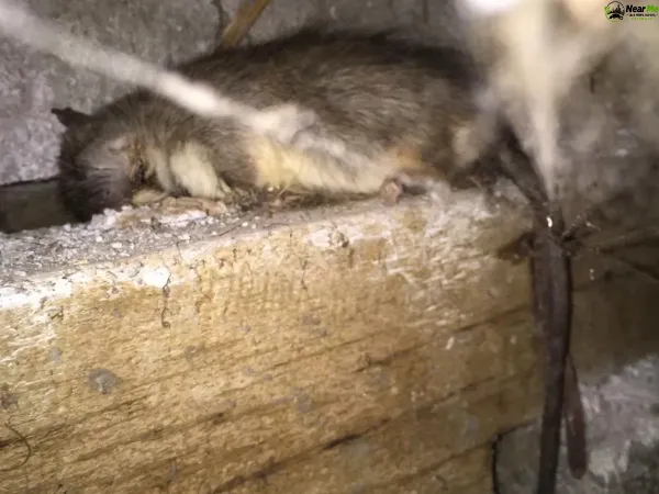 Dead Rat Removal Maleny